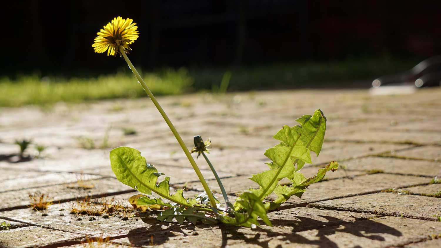 modern weed growing through stamped concrete block