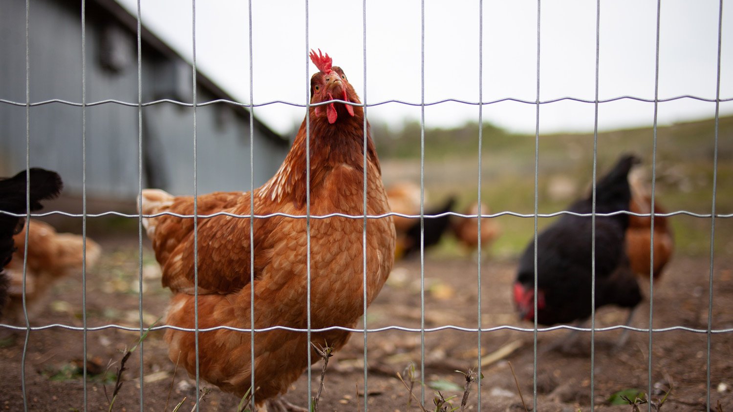 Brown chicken behind wire fence 