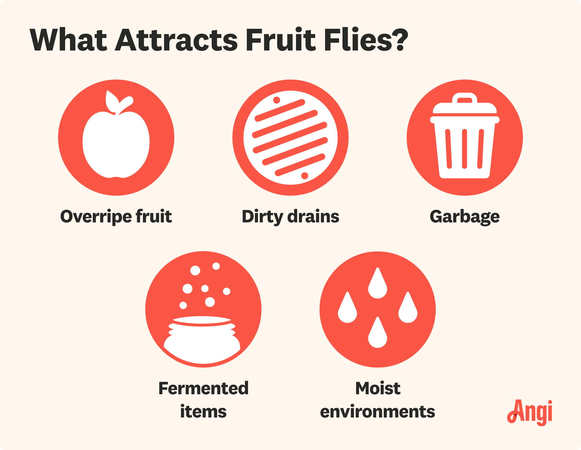 5 things that attract fruit flies illustrated, including overripe fruit, garbage, and moist environments