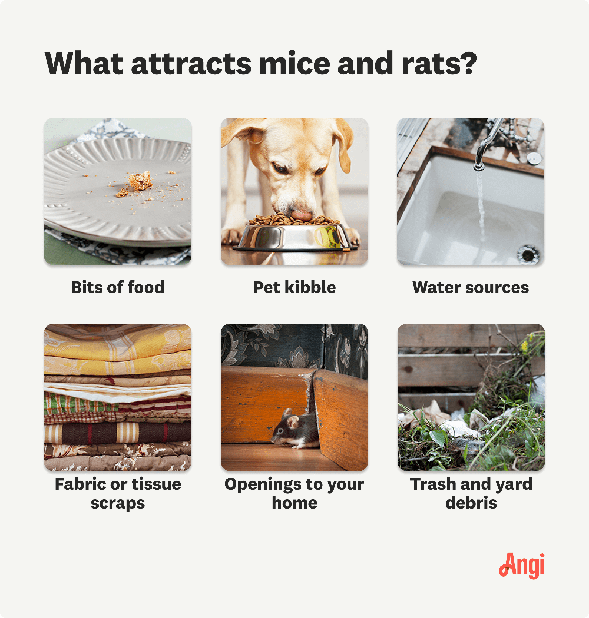 6 items that attract mice and rats compared visually