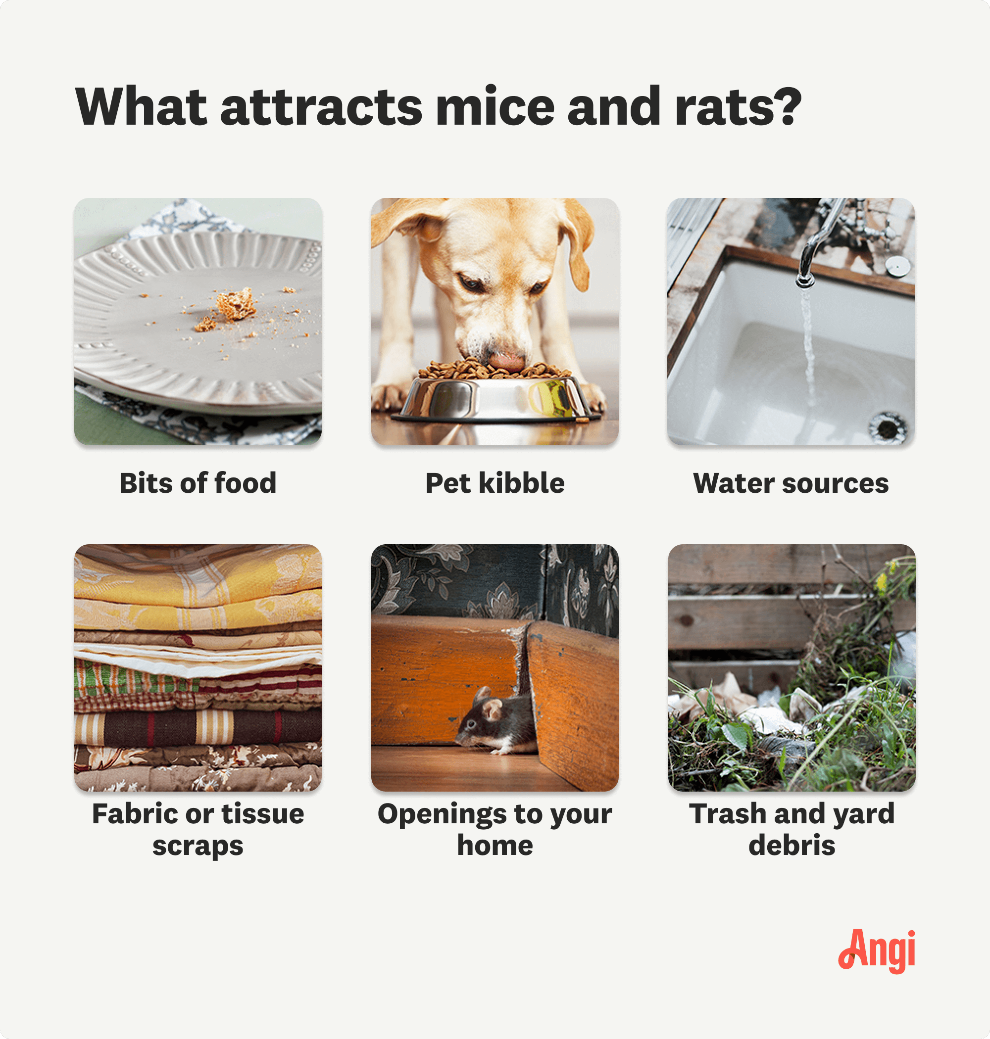 20+ Ways to Get Rid of Mice, Homemade Pesticides