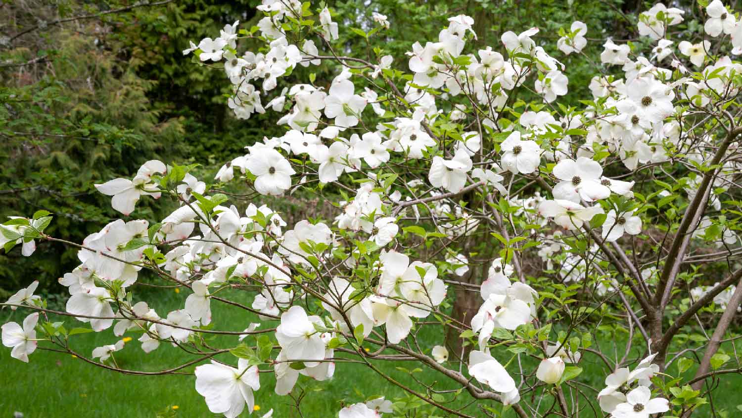 White flowers of dogwood