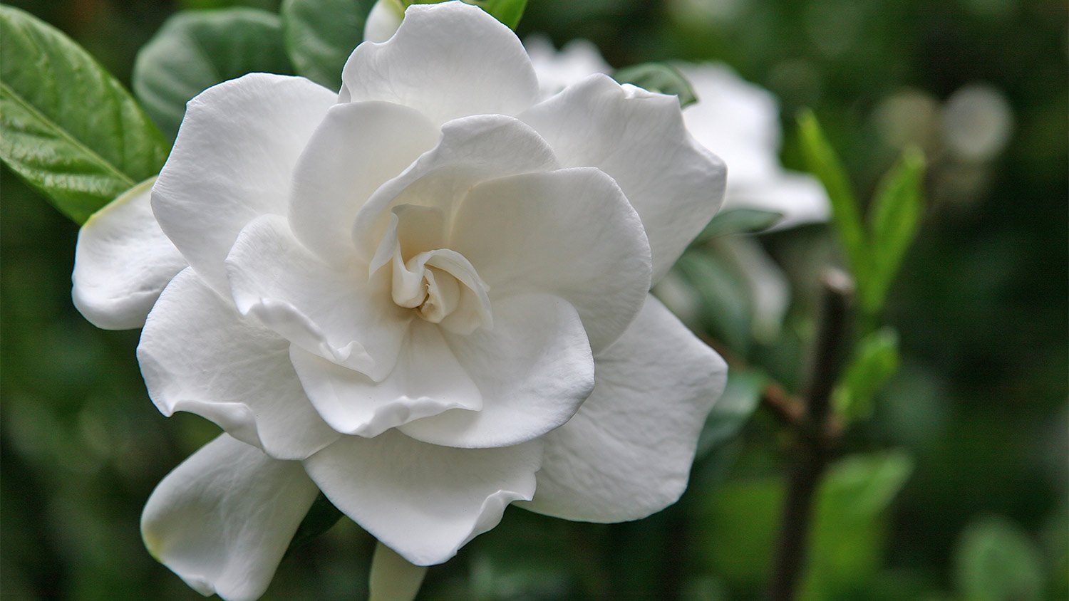 White Gardenia Flower green bush