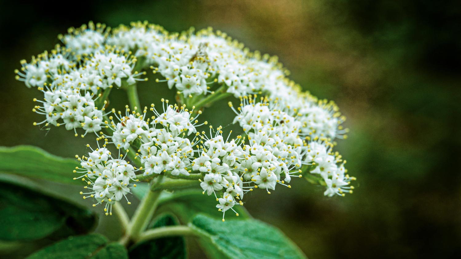 Close-up of white spring flowers of a leatherleaf viburnum
