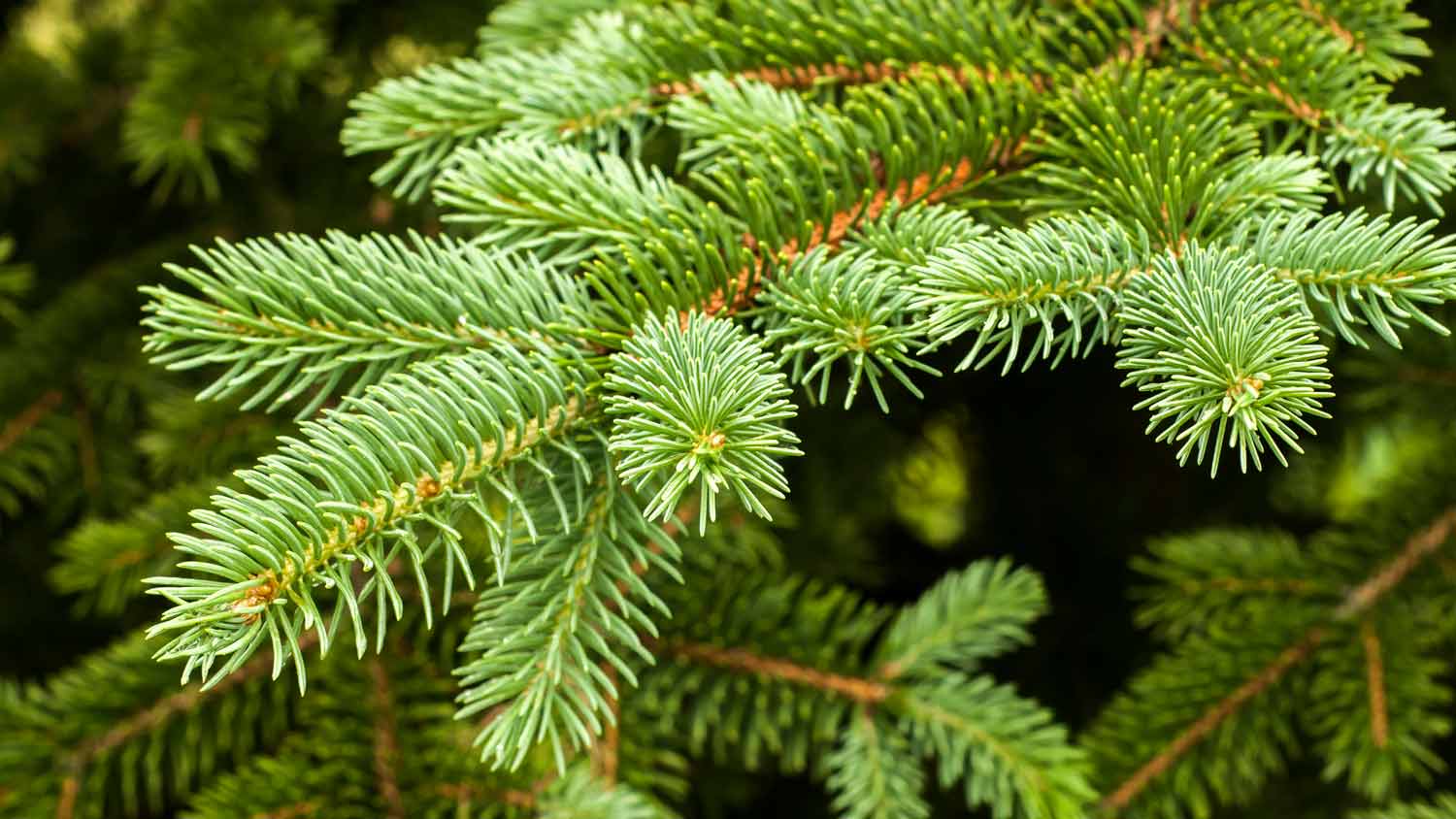 A white spruce tree with fresh leaves