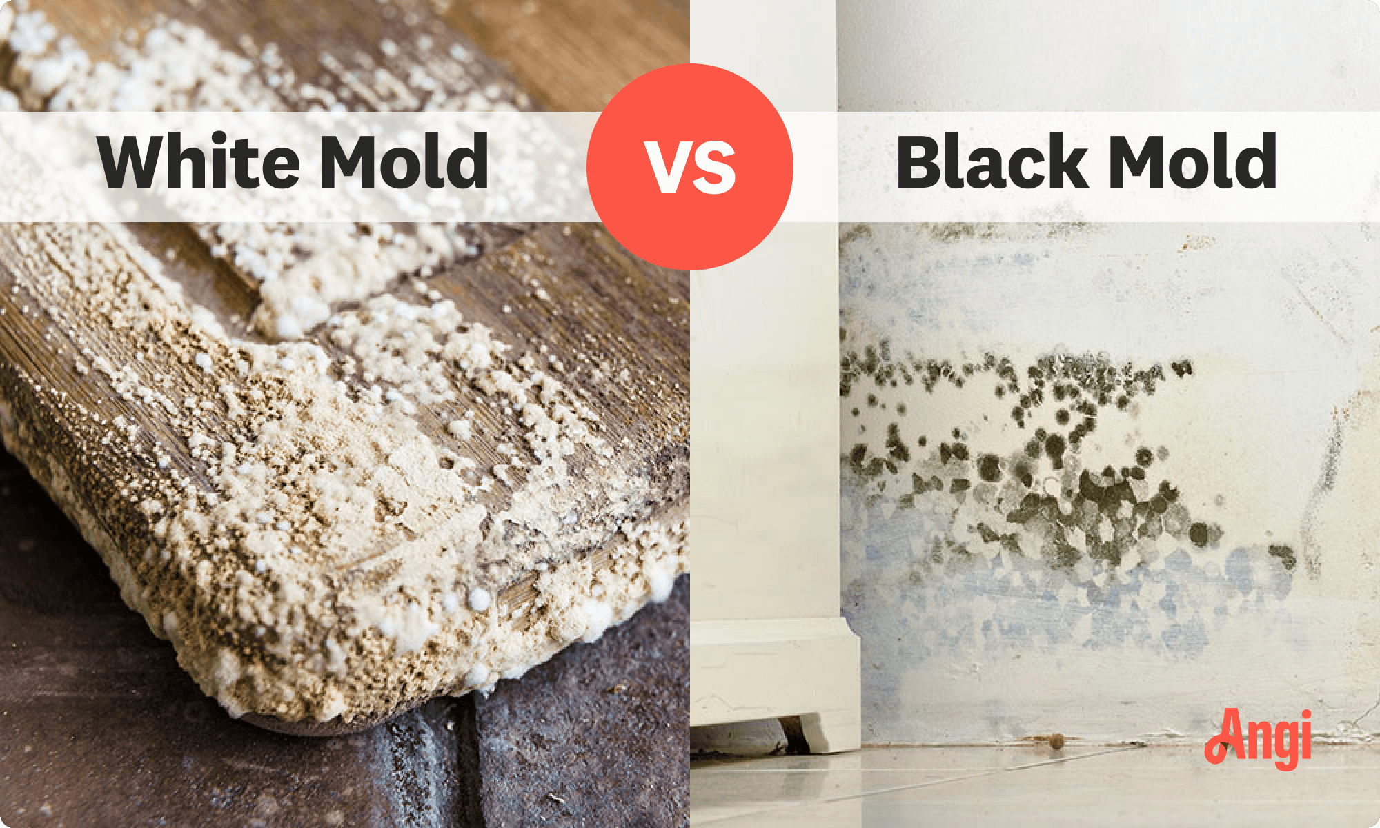 White mold versus black mold visual comparison