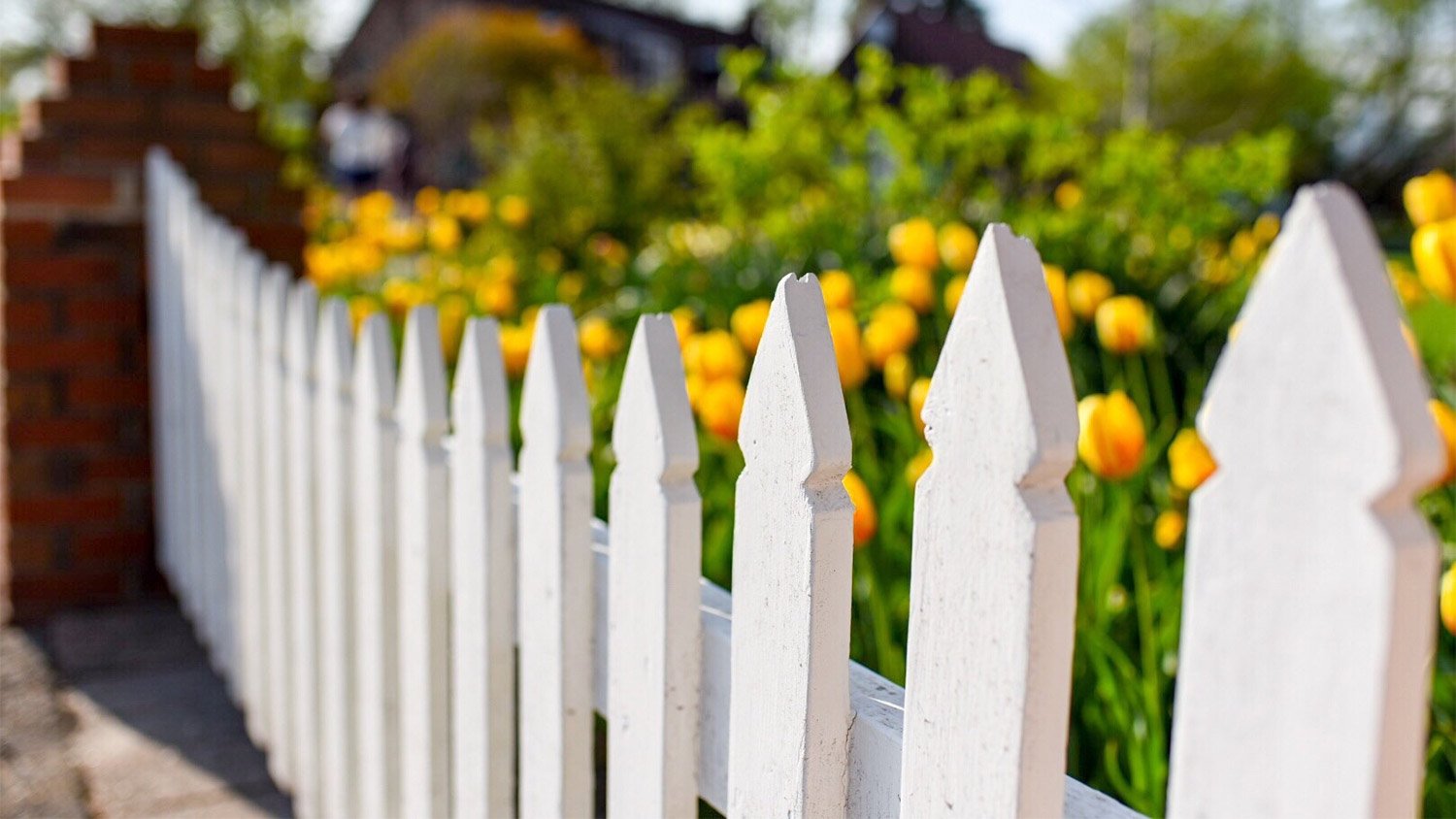 Close up of white wooden picket fence with tulip garden in background