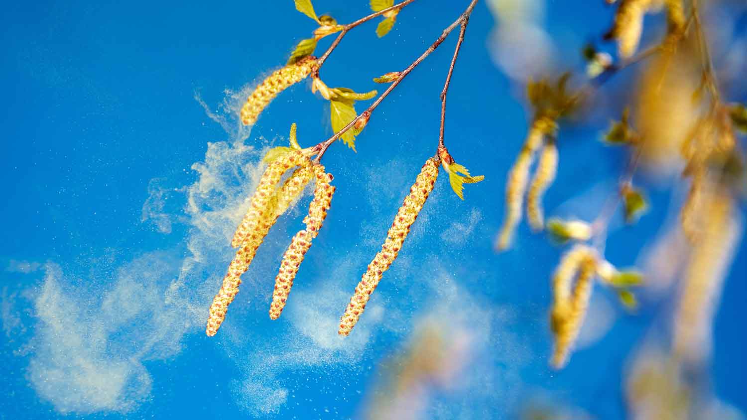 Detail of tree pollen being blown by the wind