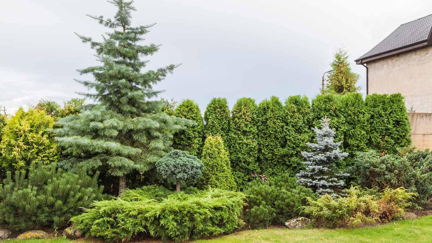 Windbreak of evergreens at country house