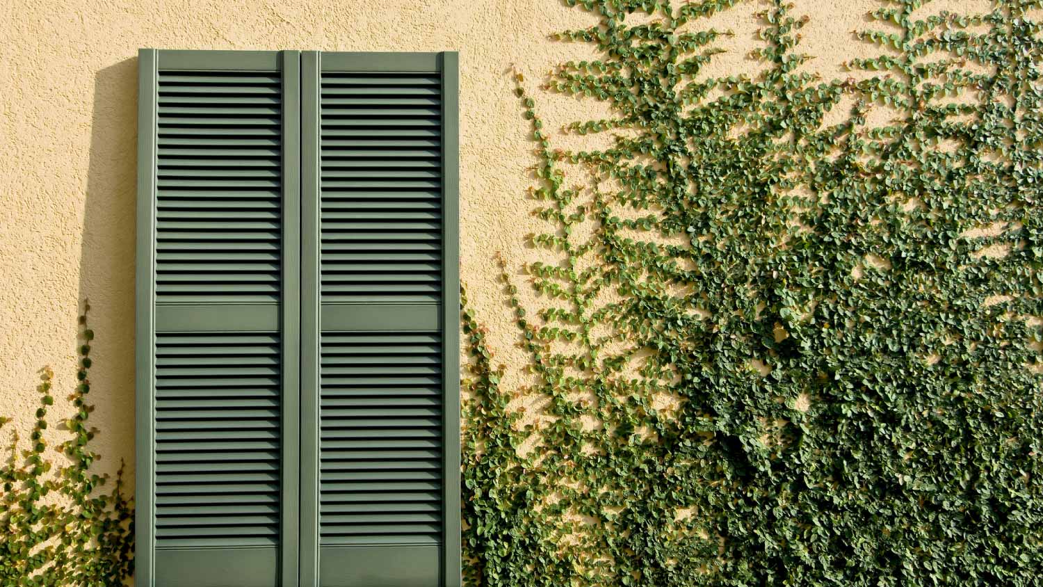 window shutters and plants growing up the wall