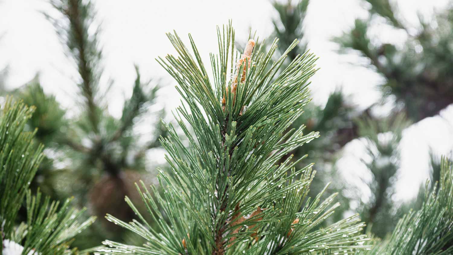 Japanese White Pine Pinecones by Sharon Talson