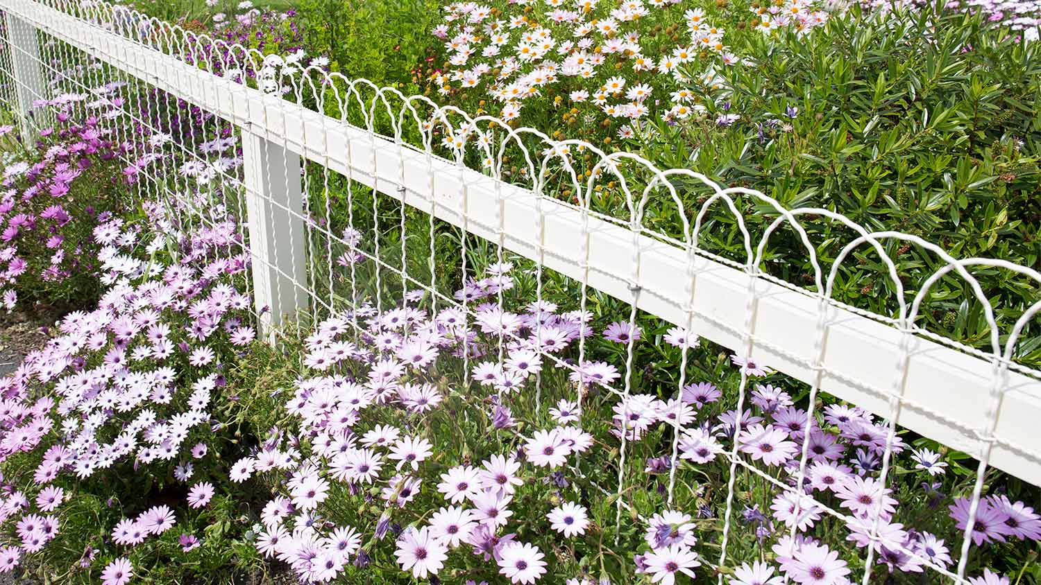 White wire fence with purple flowers