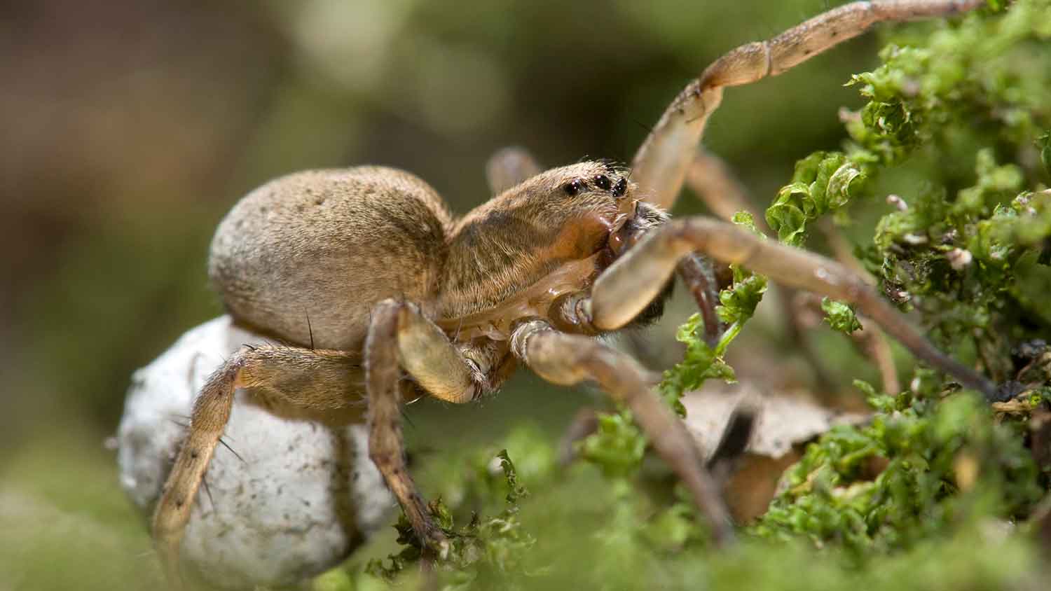 Wolf spider carrying egg sac