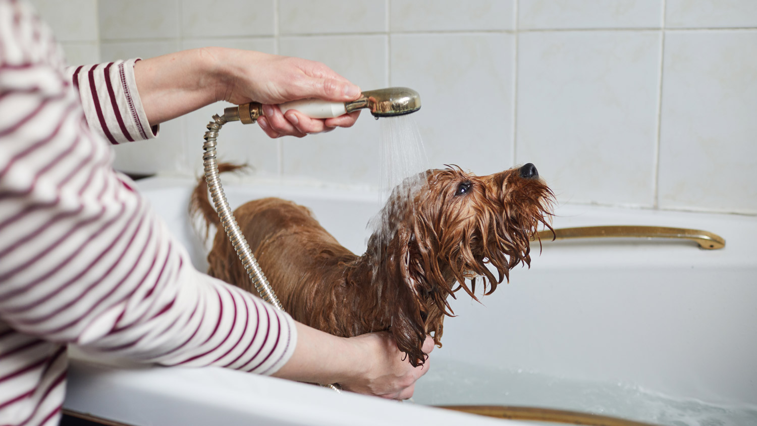 A woman bathing her puppy using a shower head