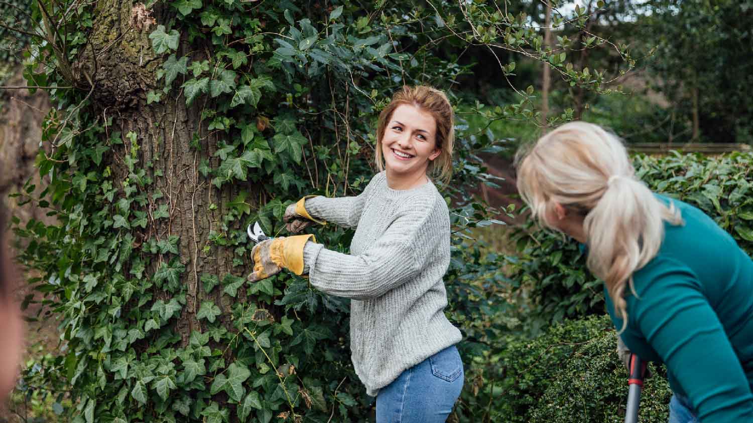 A woman cutting a poison ivy from a tree