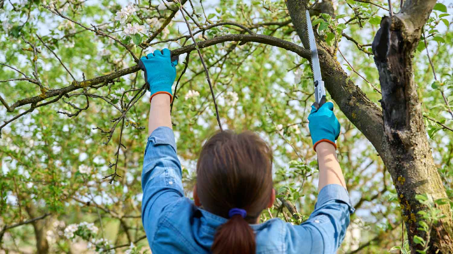 A woman cutting tree branches