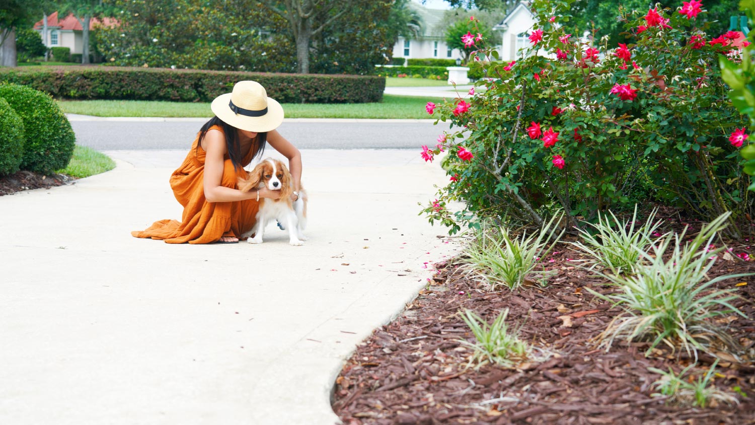 A woman getting her dog ready to go for a walk