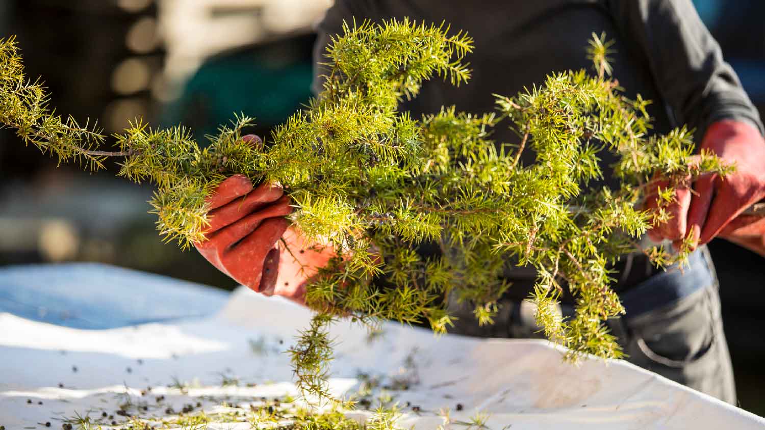 A woman wearing protective gloves handling a juniper bush branch 