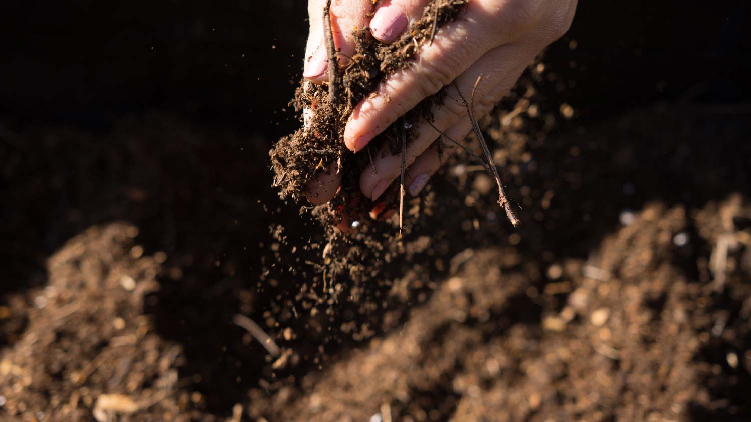 A woman inspecting the dirt