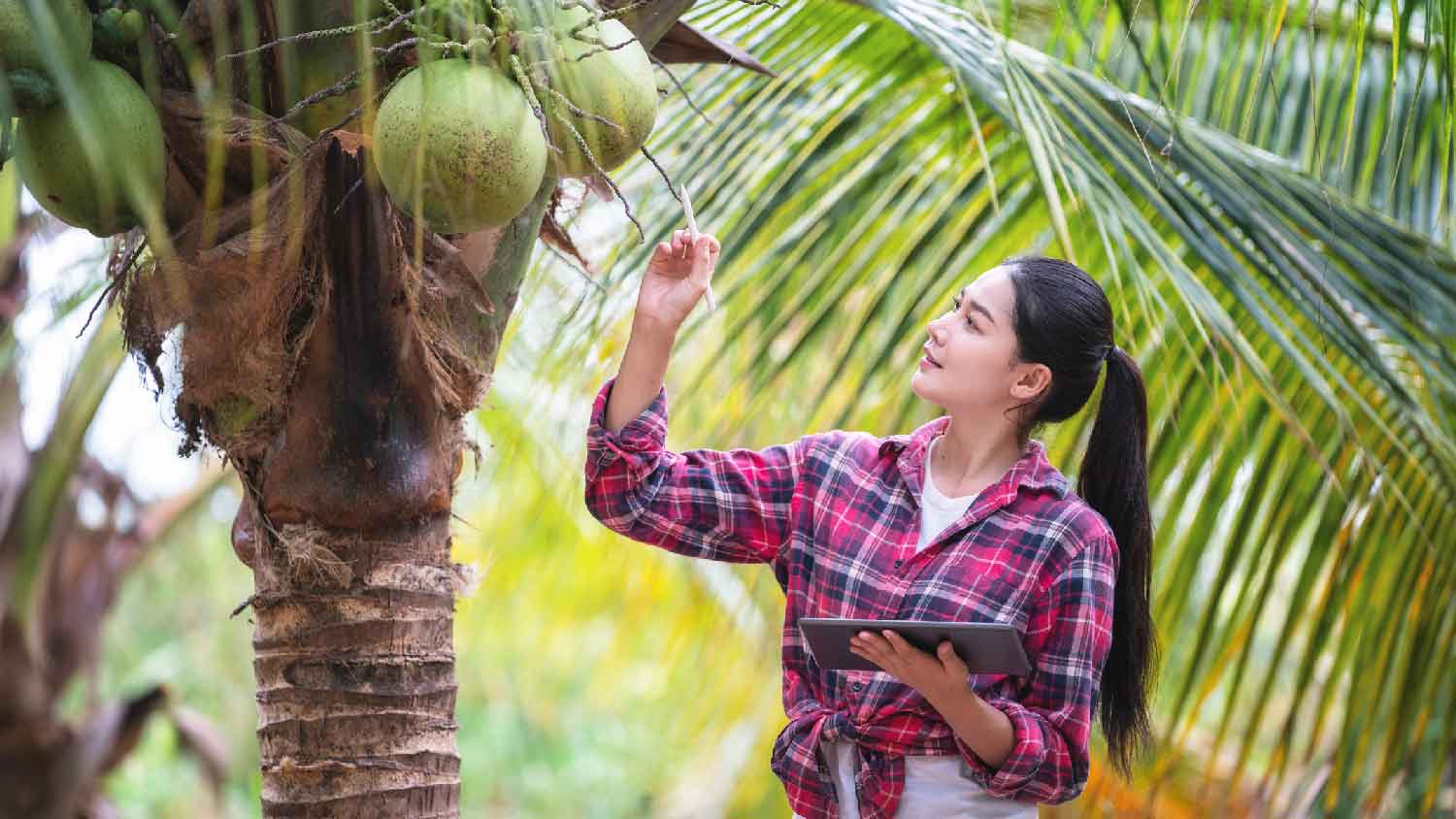 A woman inspecting a large palm tree