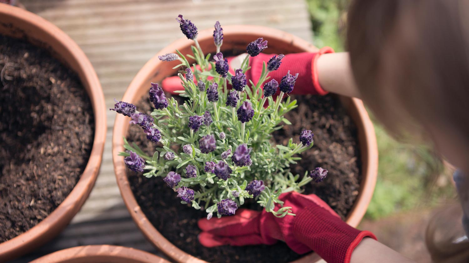 A woman planting lavender in a pot