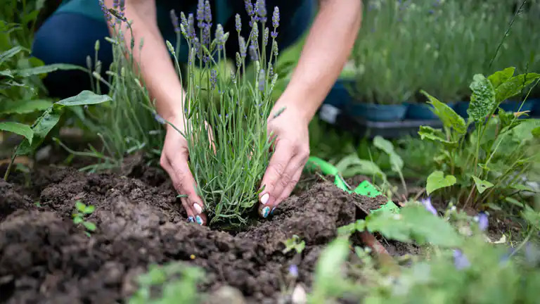 A woman’s hands plant a lavender in the soil