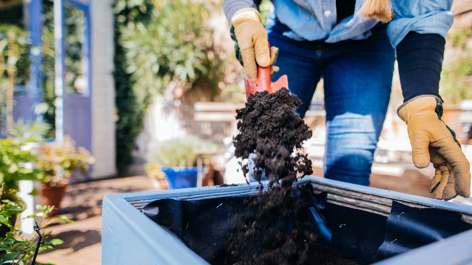 A woman planting a rose bush in a container