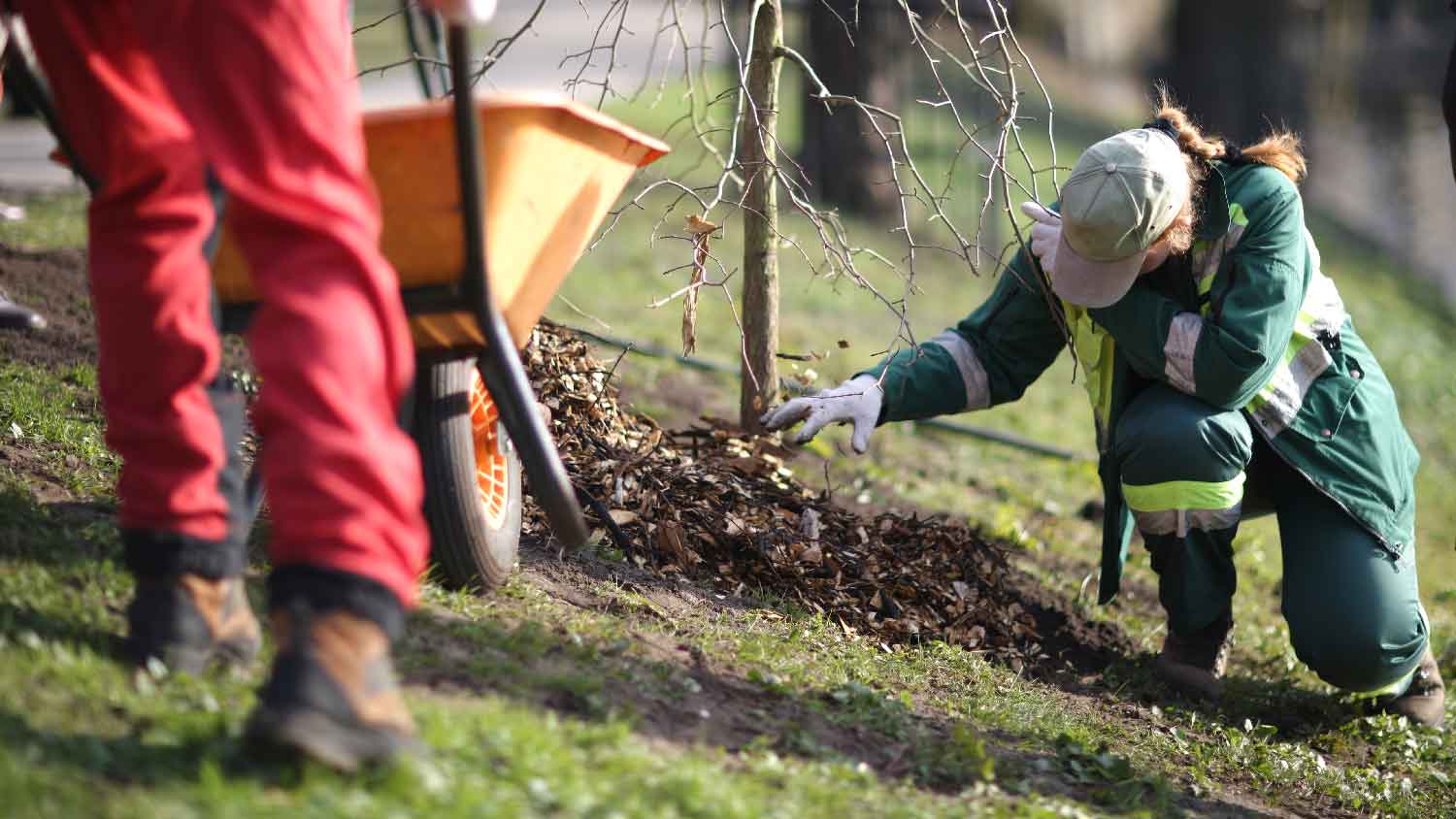 A woman planting a tree on a slope