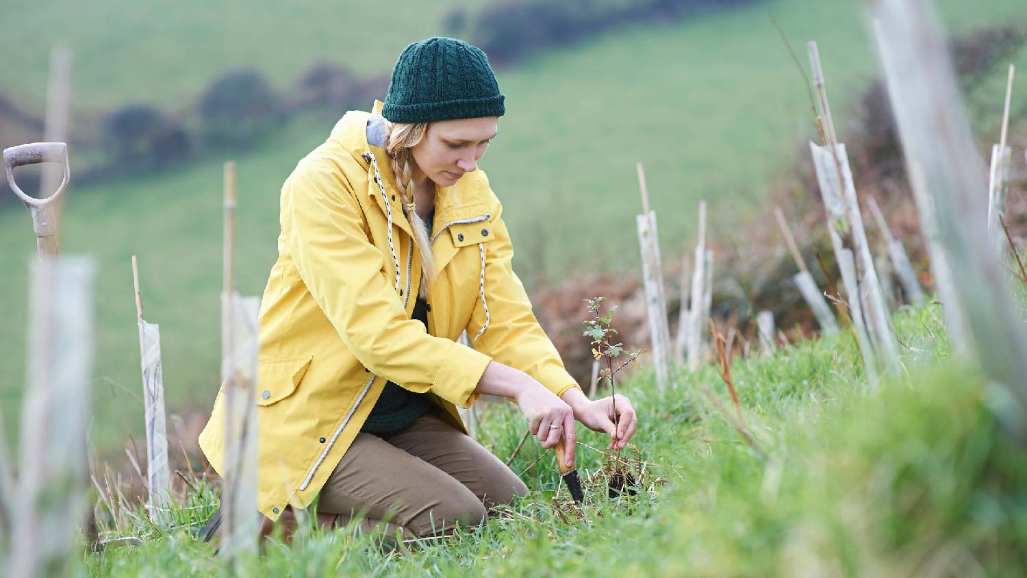 A woman planting a young tree on a slope