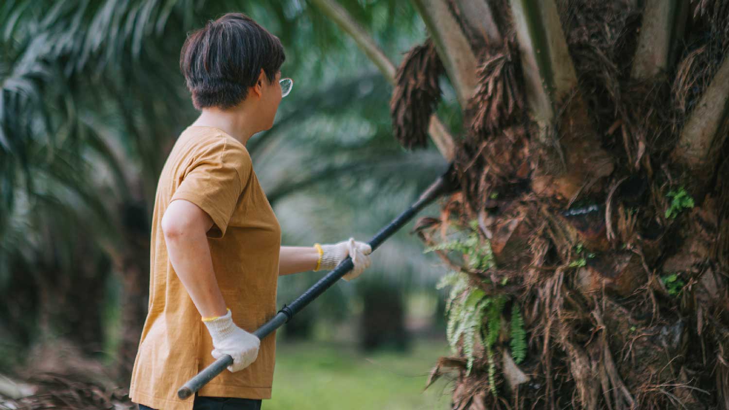 A woman pruning a palm tree