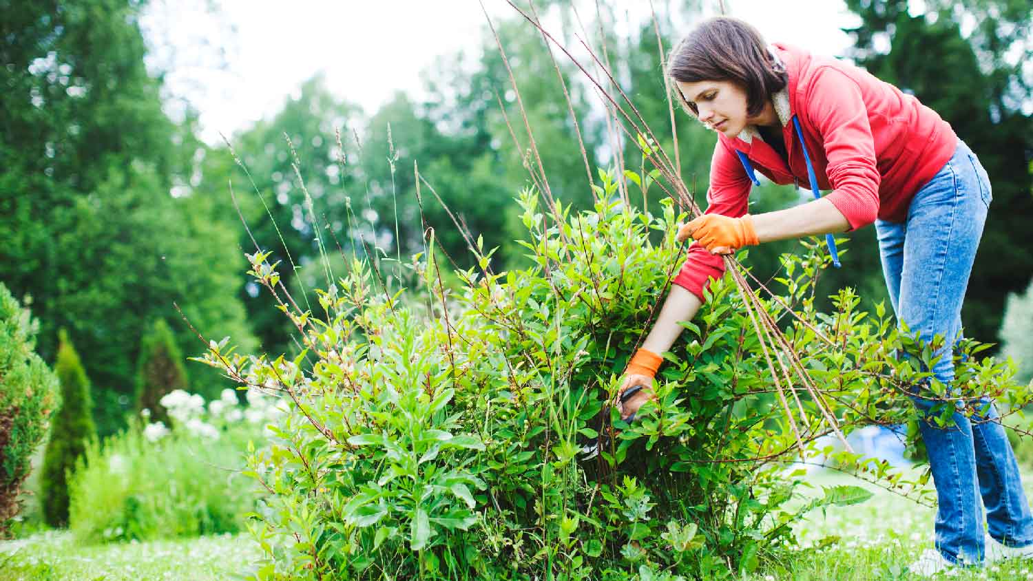 A woman pruning a shrub