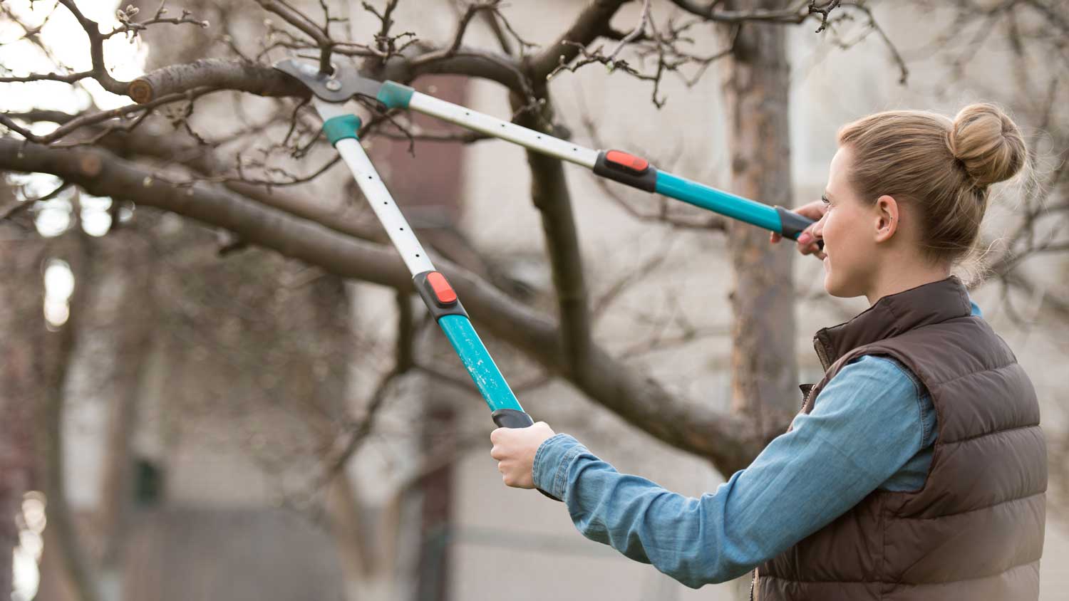 A woman pruning a tree branch