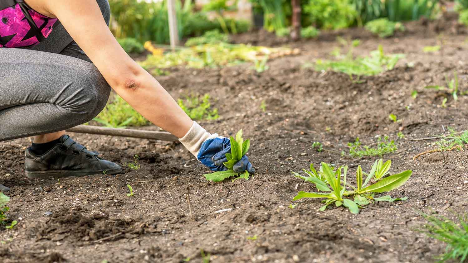 Woman wearing gardening gloves pulling weed from the soil