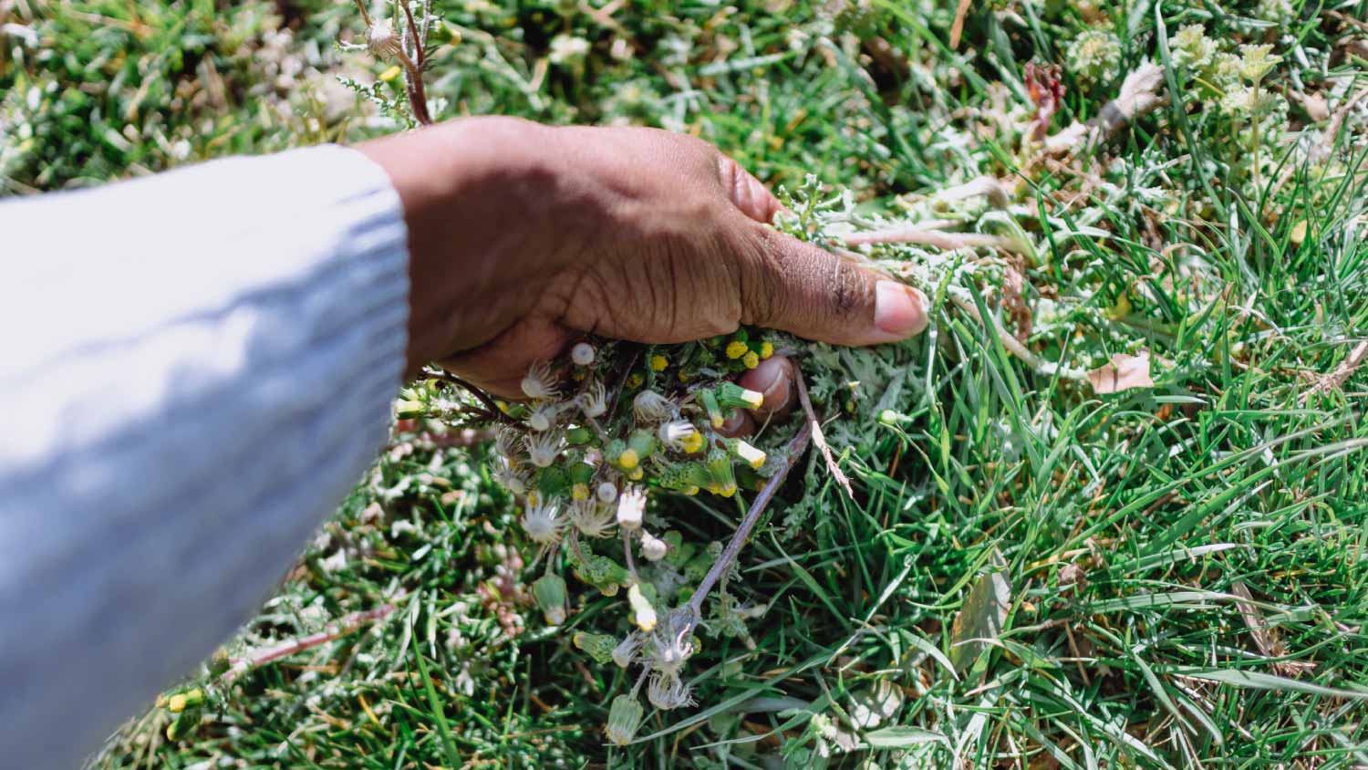 Woman pulling weeds from lawn