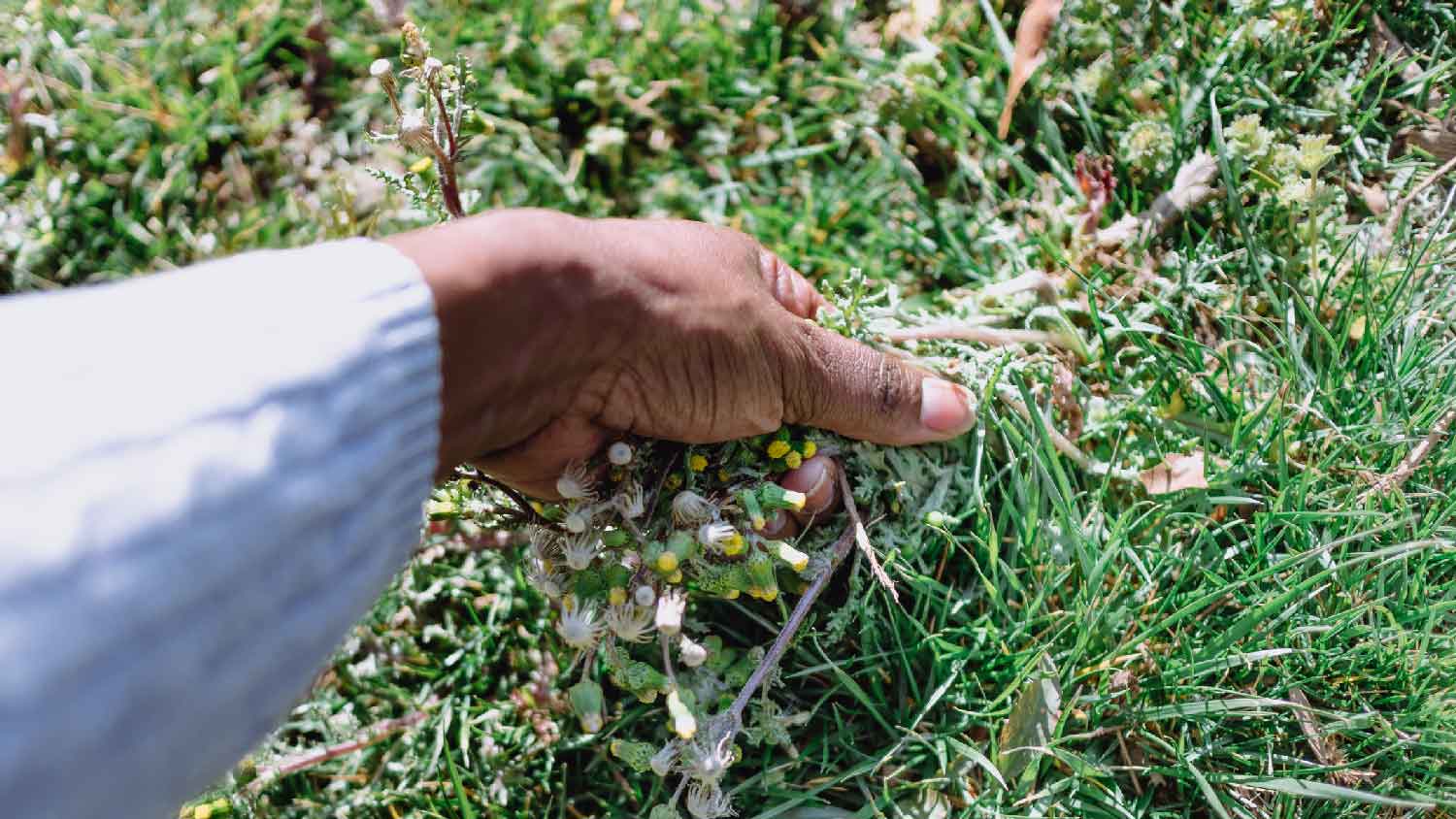 A woman removing weeds by hand