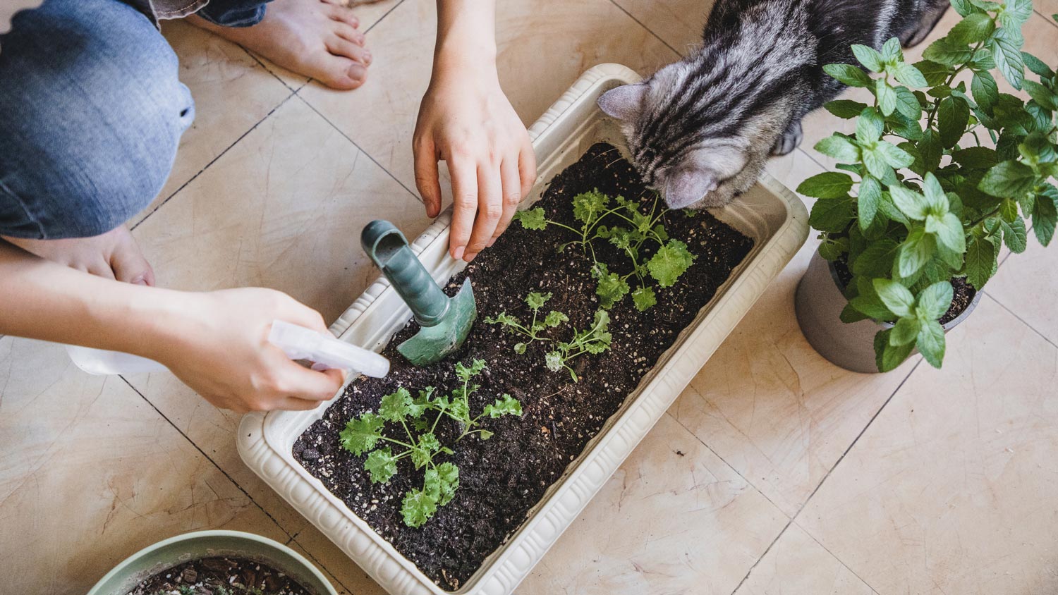 A woman spraying with water a kale plant while a cat is observing