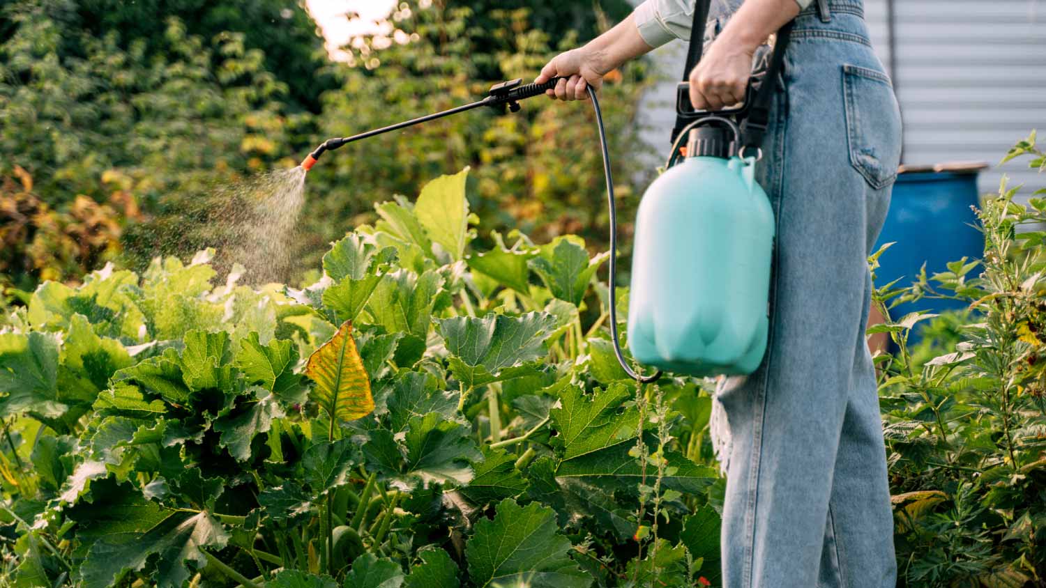 woman sprays plants with chemicals from pests