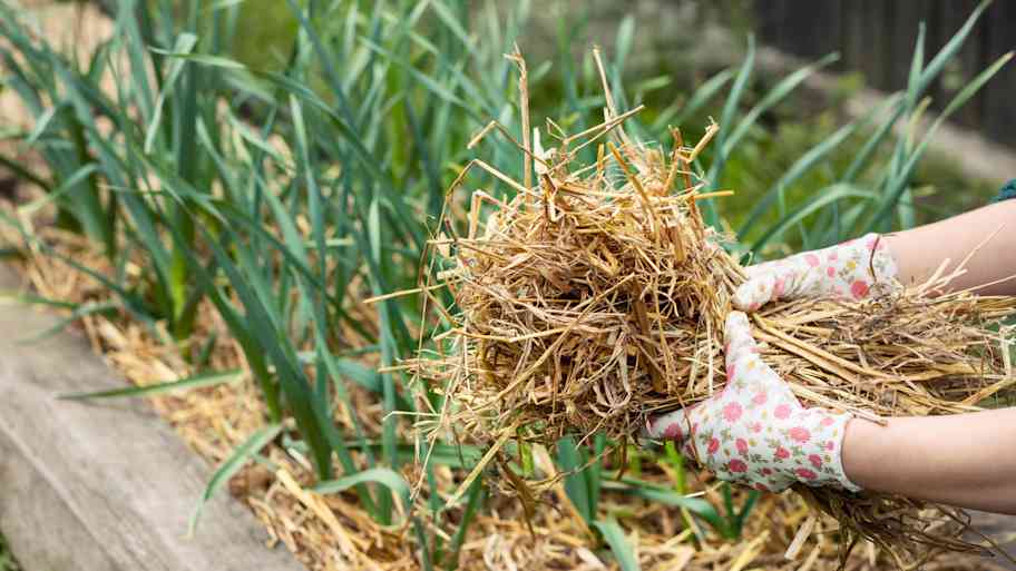 woman holding straw mulch  