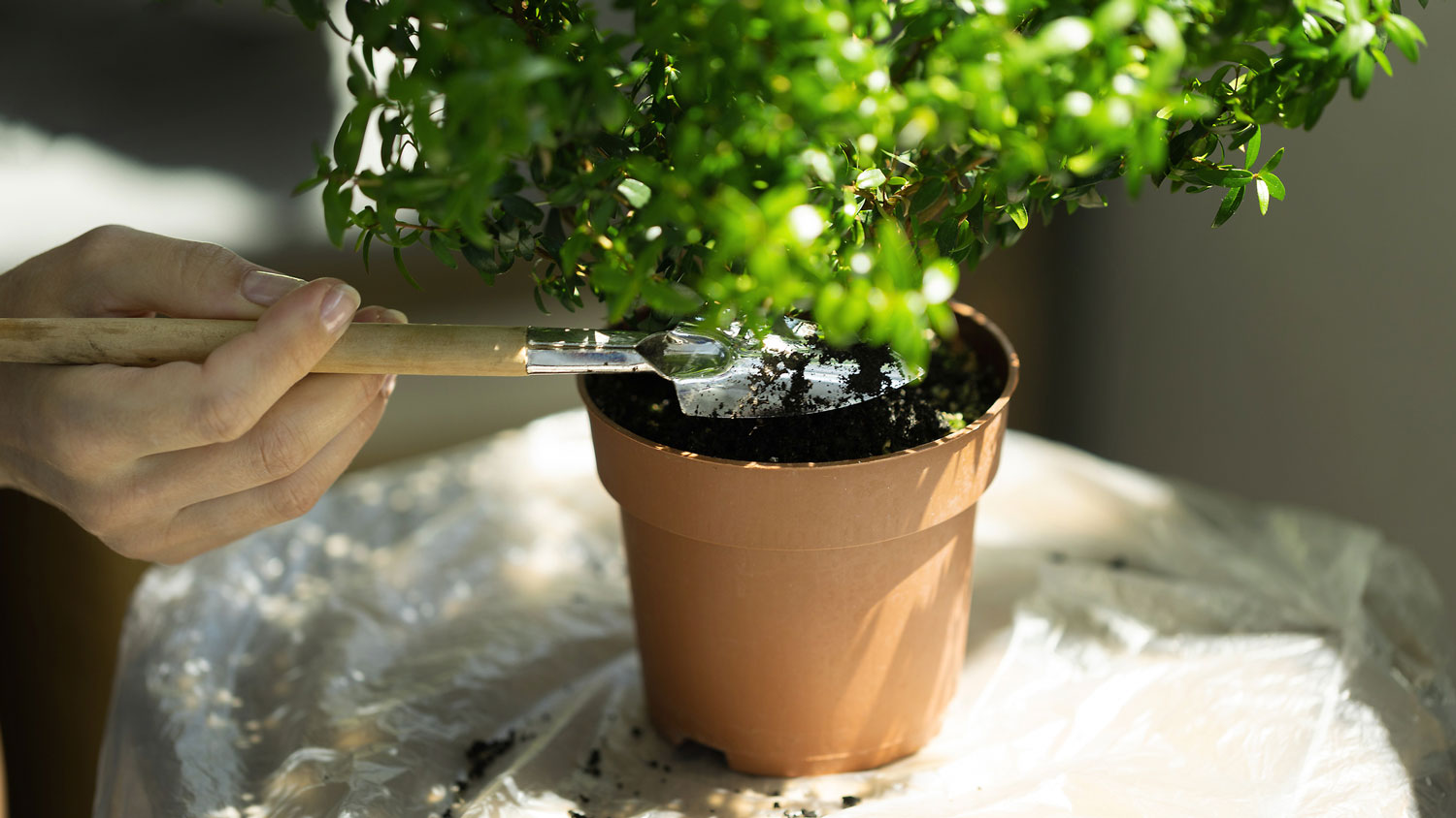 A woman transplanting a myrtle into new soil