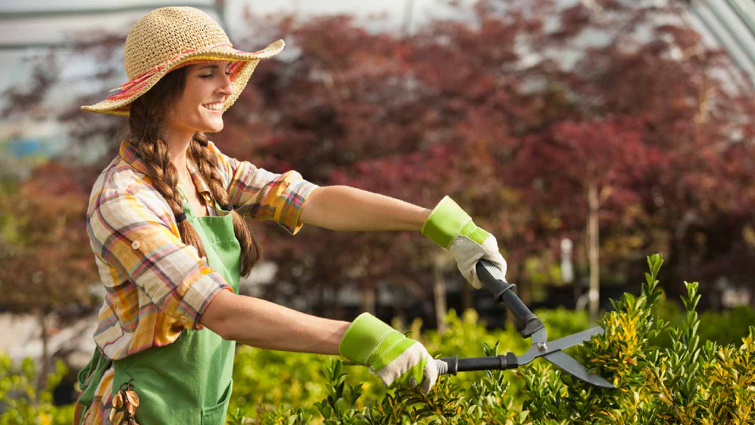 A woman trimming a hedge