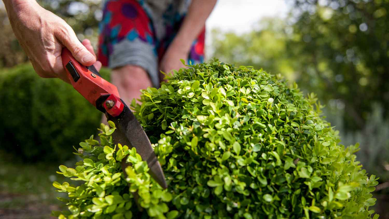 A woman trimming a shrub