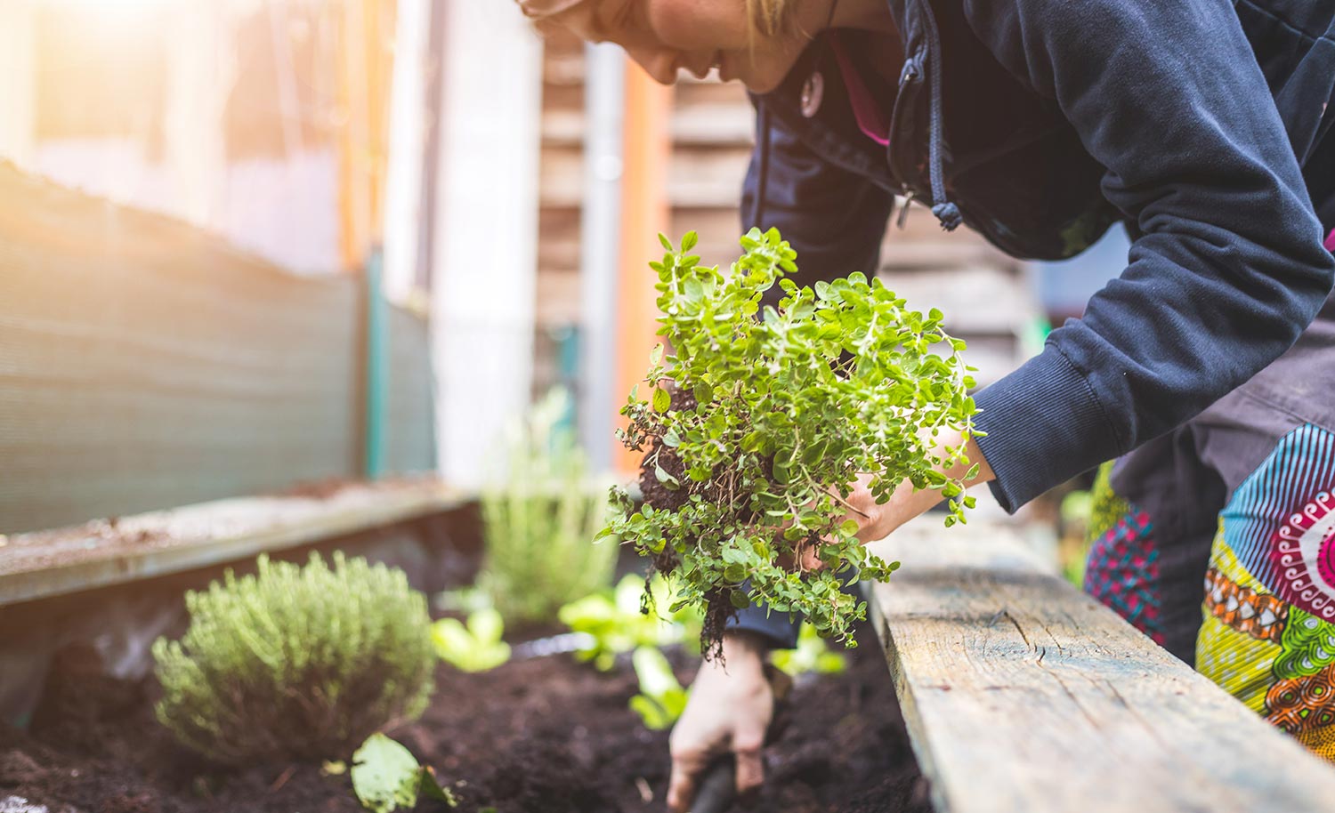 Woman wearing long sleeves plants in urban garden