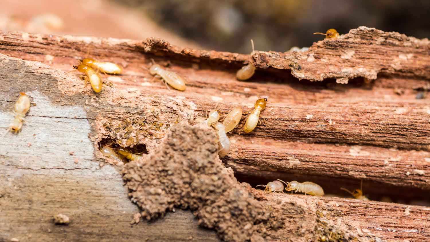 A wood board with termites on it