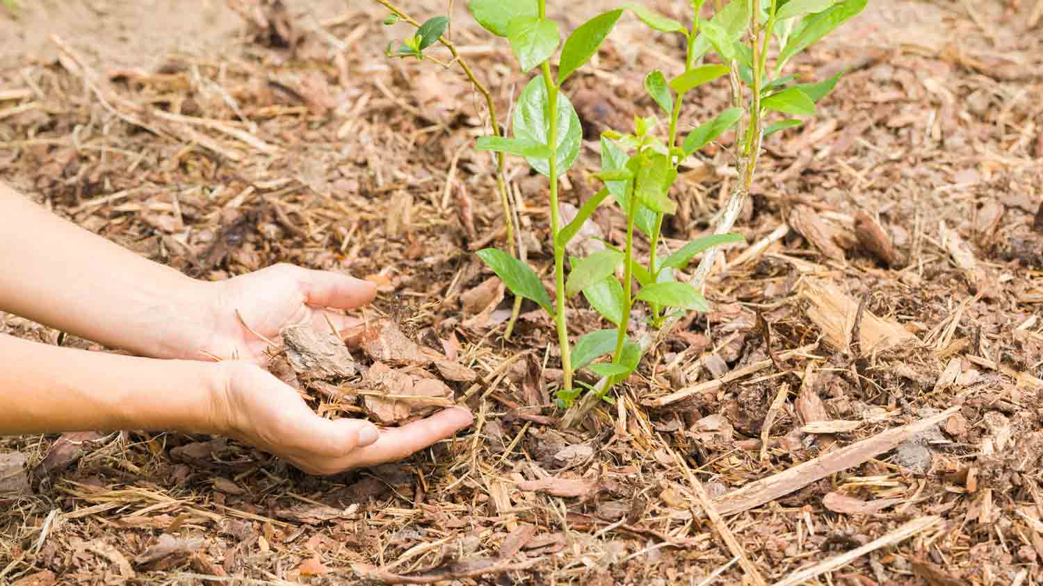 woman holding wood chips in garden