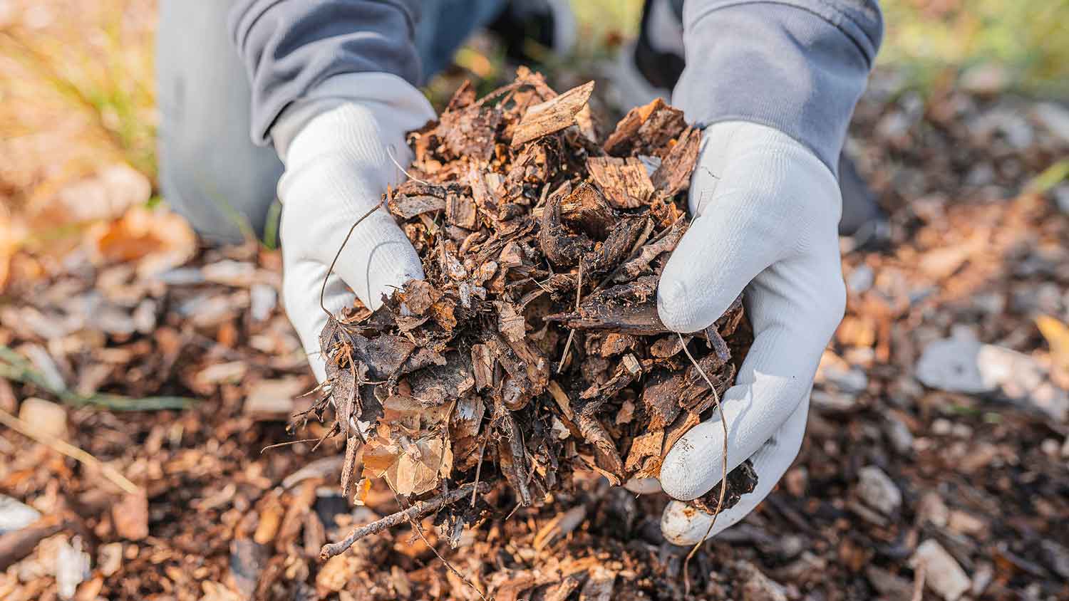 Hand holding mulch made with wood chips