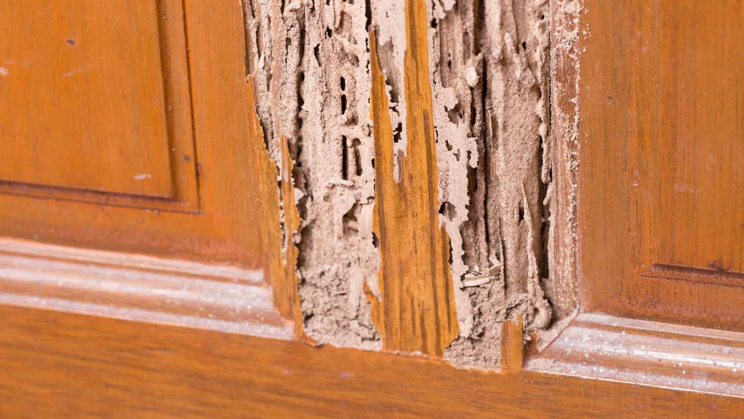 wood door with termite damage