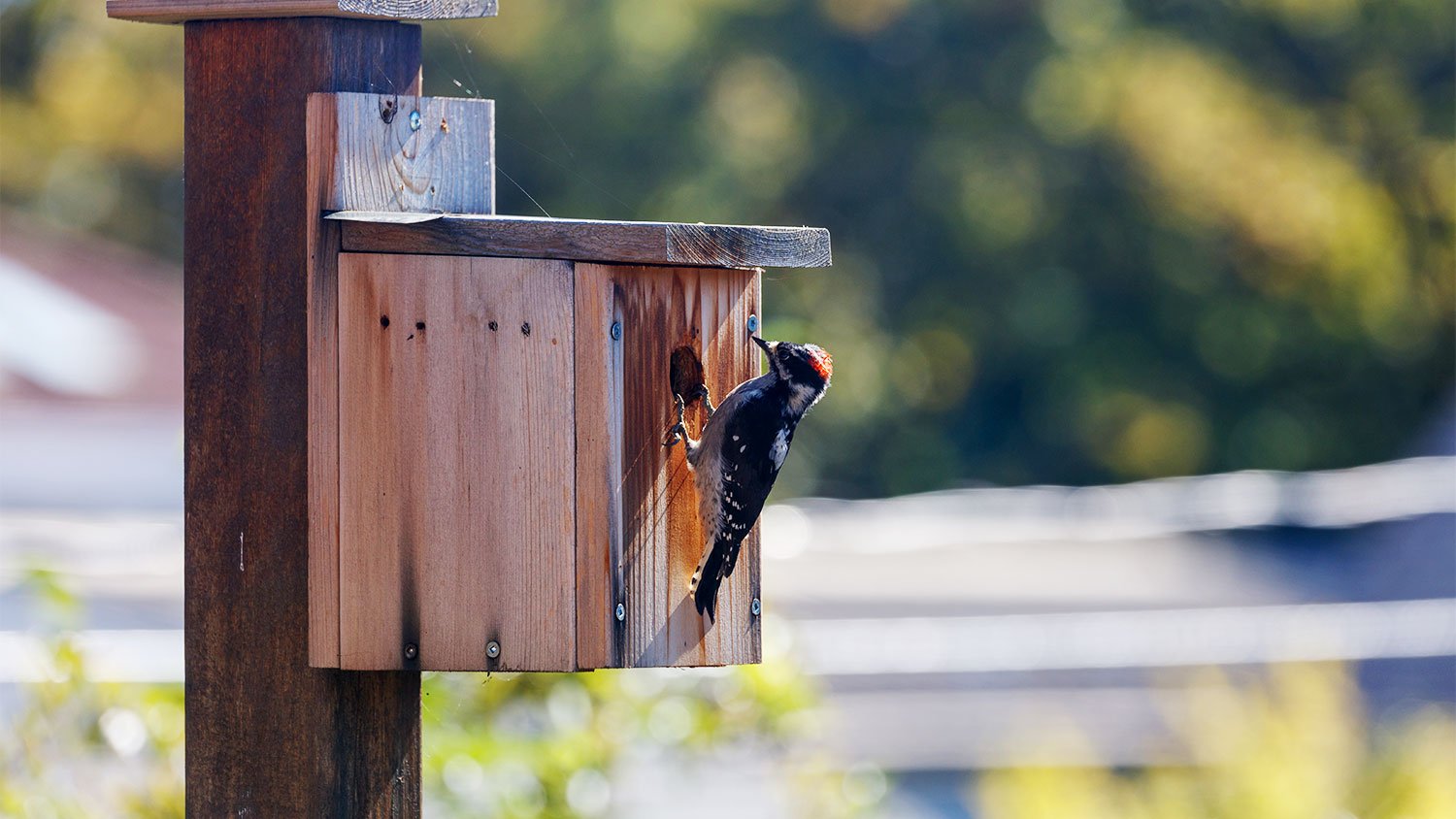 A woodpecker perches on a nest box