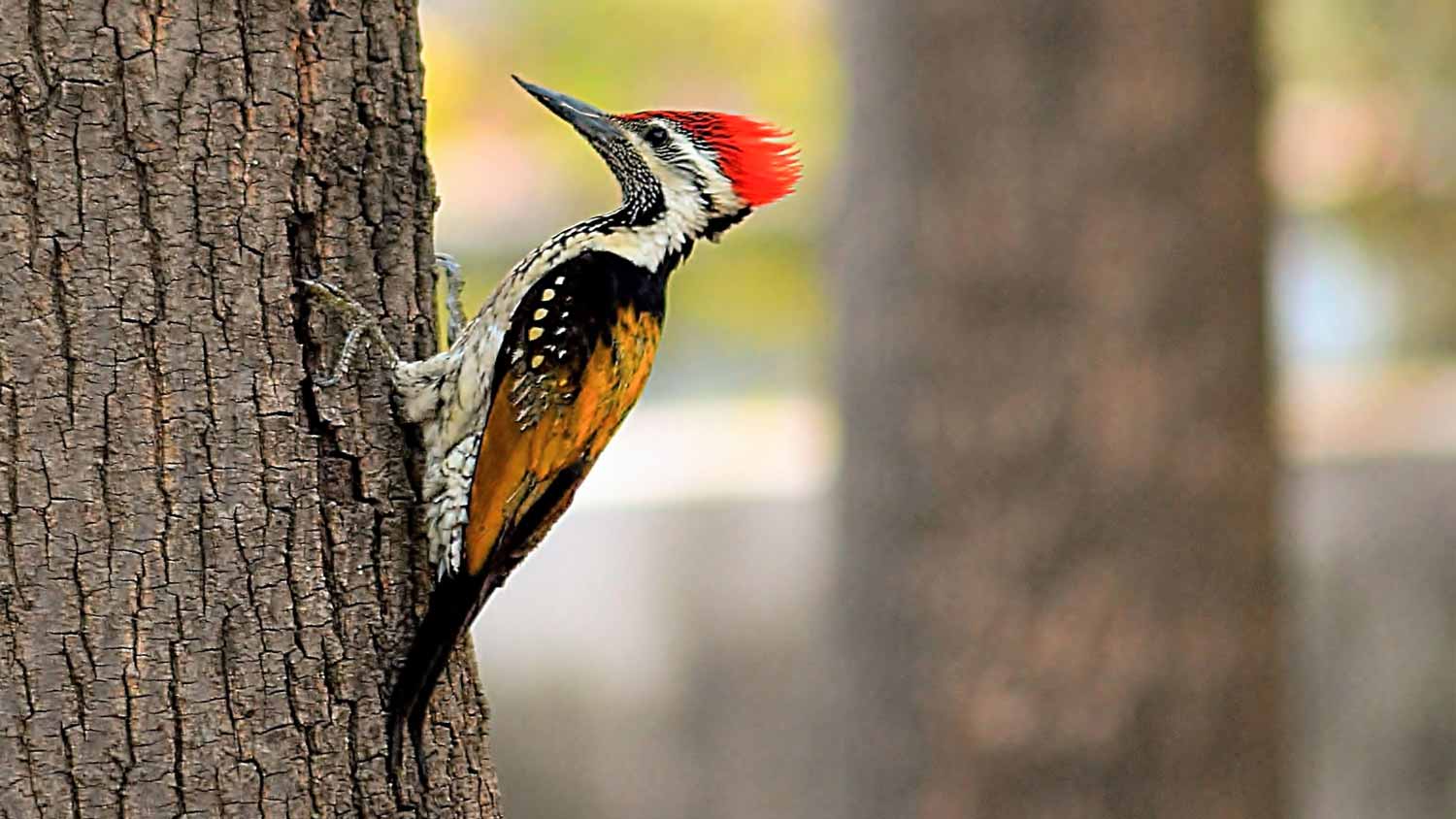 A woodpecker perched on a tree