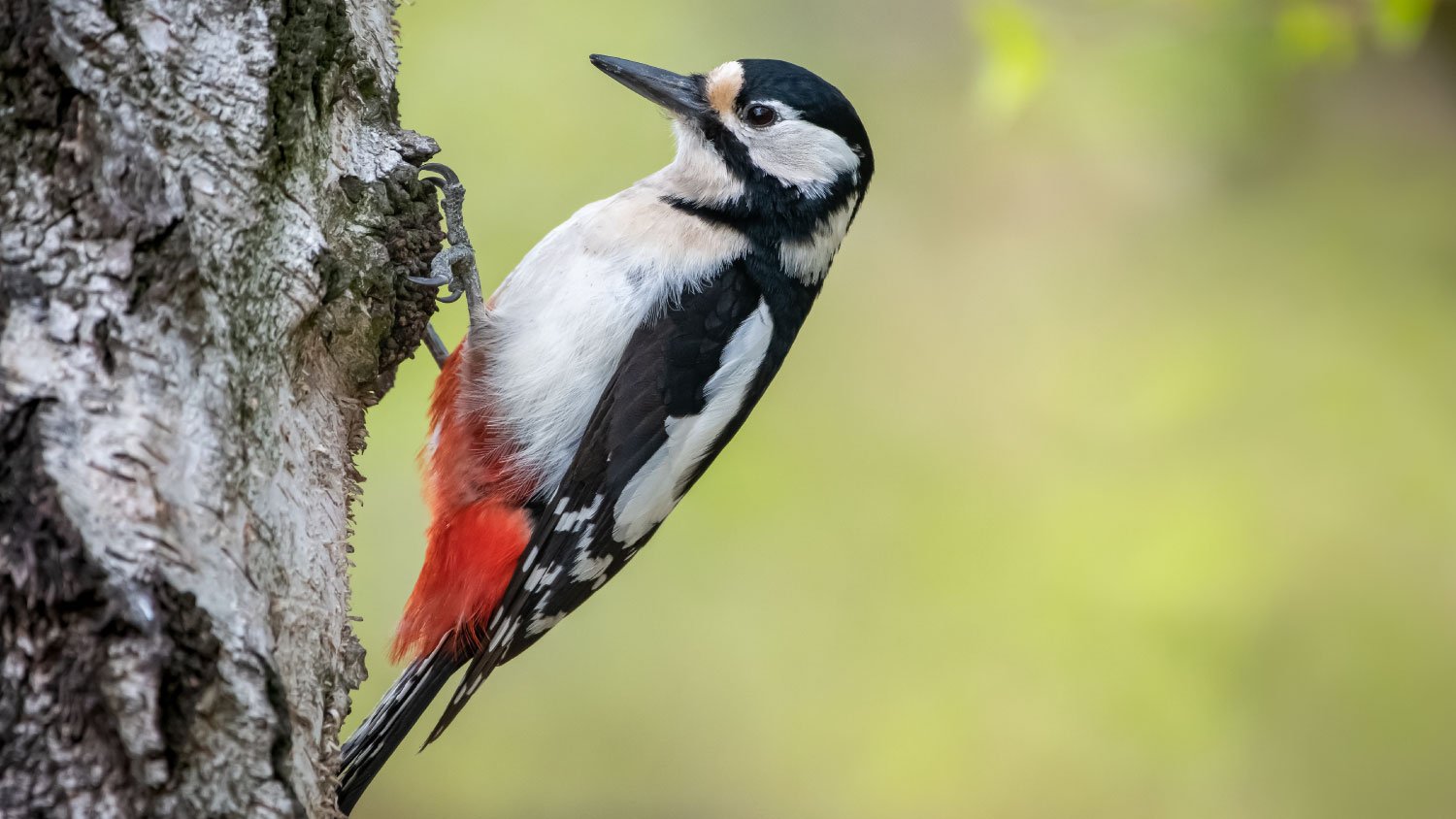woodpecker on a tree