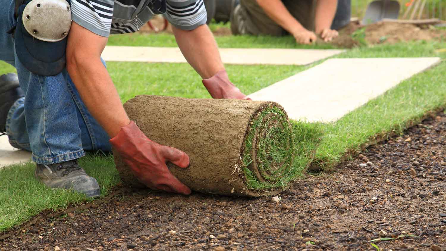 Workers laying sod rolls for new lawn